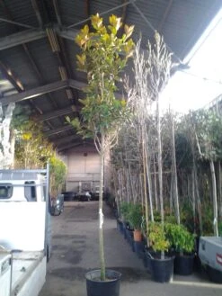 Beverboom (Magnolia Grandiflora 'Gallissoniere') 15 Beverboom (Magnolia Grandiflora 'Gallissoniere') -Groene Pracht magnolia grandiflora 1 1