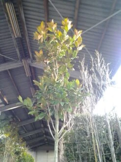 Beverboom (Magnolia Grandiflora 'Gallissoniere') 16 Beverboom (Magnolia Grandiflora 'Gallissoniere') -Groene Pracht magnolia grandiflora 2 1