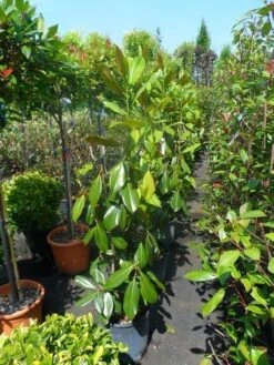 Magnolia (Magnolia Grandiflora 'Gallissoniere') 21 Magnolia (Magnolia Grandiflora 'Gallissoniere') -Groene Pracht magnolia grandiflora gallisoniere 100 125