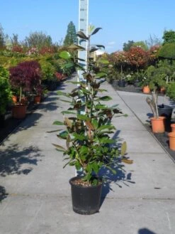 Magnolia (Magnolia Grandiflora 'Gallissoniere') 23 Magnolia (Magnolia Grandiflora 'Gallissoniere') -Groene Pracht magnolia grandiflora gallisoniere 125 150 c25