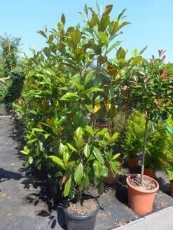 Magnolia (Magnolia Grandiflora 'Gallissoniere') 24 Magnolia (Magnolia Grandiflora 'Gallissoniere') -Groene Pracht magnolia grandiflora gallisoniere 150 175 200 cont