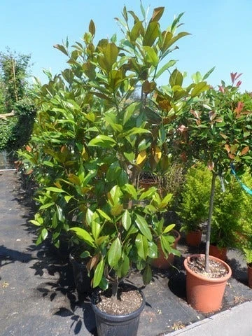 Magnolia (Magnolia Grandiflora 'Gallissoniere') 11 Magnolia (Magnolia Grandiflora 'Gallissoniere') - Afbeelding 9