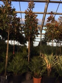 Beverboom (Magnolia Grandiflora 'Gallissoniere') 17 Beverboom (Magnolia Grandiflora 'Gallissoniere') -Groene Pracht magnolia grandiflora gallisoniere 16 18ho cont