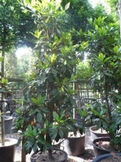 Magnolia (Magnolia Grandiflora 'Gallissoniere') 25 Magnolia (Magnolia Grandiflora 'Gallissoniere') -Groene Pracht magnolia grandiflora gallisoniere 250 300 c150