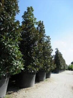 Magnolia (Magnolia Grandiflora 'Gallissoniere') 29 Magnolia (Magnolia Grandiflora 'Gallissoniere') -Groene Pracht magnolia grandiflora gallisoniere 2