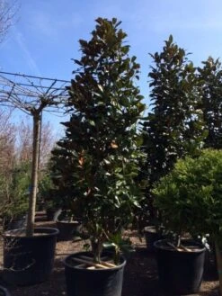 Magnolia (Magnolia Grandiflora 'Gallissoniere') 28 Magnolia (Magnolia Grandiflora 'Gallissoniere') -Groene Pracht magnolia grandiflora gallisoniere 350 400 450