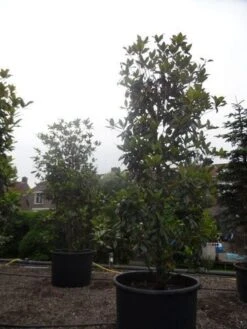 Magnolia (Magnolia Grandiflora 'Gallissoniere') 26 Magnolia (Magnolia Grandiflora 'Gallissoniere') -Groene Pracht magnolia grandiflora gallisoniere 350 400 450 c1000