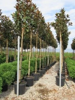 Beverboom (Magnolia Grandiflora 'Gallissoniere') 14 Beverboom (Magnolia Grandiflora 'Gallissoniere') -Groene Pracht magnolia grandiflora gallisoniere 8 10 2