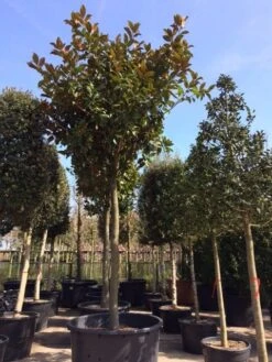 Beverboom (Magnolia Grandiflora 'Gallissoniere') 18 Beverboom (Magnolia Grandiflora 'Gallissoniere') -Groene Pracht magnolia grandiflora hoogstam solitair