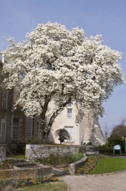 Beverboom (Magnolia Kobus) -Groene Pracht magnolia kobus01