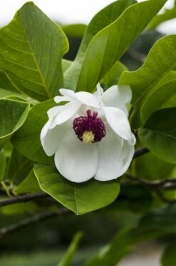 Beverboom (Magnolia Sieboldii)