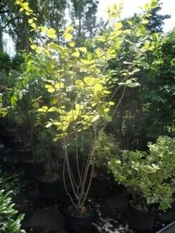 Beverboom (Magnolia Sieboldii) 11 Beverboom (Magnolia Sieboldii) -Groene Pracht magnolia sieboldii 175 200 c25