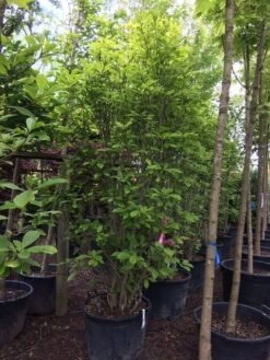 Beverboom (Magnolia Soulangeana) 18 Beverboom (Magnolia Soulangeana) -Groene Pracht magnolia soulangeana 300cm c130 1