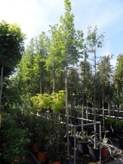 Beverboom (Magnolia Soulangeana Als Boom) 15 Beverboom (Magnolia Soulangeana Als Boom) -Groene Pracht magnolia soulangeana 8 10 12ho cont