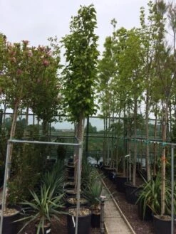 Beverboom (Magnolia Soulangeana Als Boom) 11 Beverboom (Magnolia Soulangeana Als Boom) -Groene Pracht magnolia soulangeana boom 10 12cm