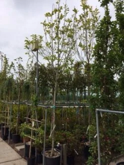 Beverboom (Magnolia Soulangeana Als Boom) 12 Beverboom (Magnolia Soulangeana Als Boom) -Groene Pracht magnolia soulangeana boom 14 16cm