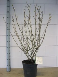 Stermagnolia (Magnolia Stellata) 33 Stermagnolia (Magnolia Stellata) -Groene Pracht magnolia stellata c7 november 1