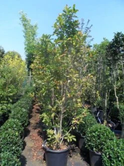 Beverboom, Struik (Magnolia Susan) 20 Beverboom, Struik (Magnolia Susan) -Groene Pracht magnolia susan 175 200 c50