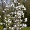Beverboom Als Struik (Magnolia Loebneri 'Merrill') -Groene Pracht magnolia x loebneri merrill01 1