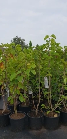 Magnolia (Magnolia 'Yellow River') 5 Magnolia (Magnolia 'Yellow River') - Afbeelding 3