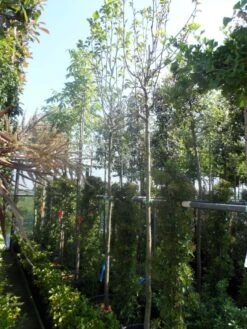 Beverboom (Magnolia 'Yellow River') 9 Beverboom (Magnolia 'Yellow River') -Groene Pracht magnolia yellow river 10 12 14ho cont