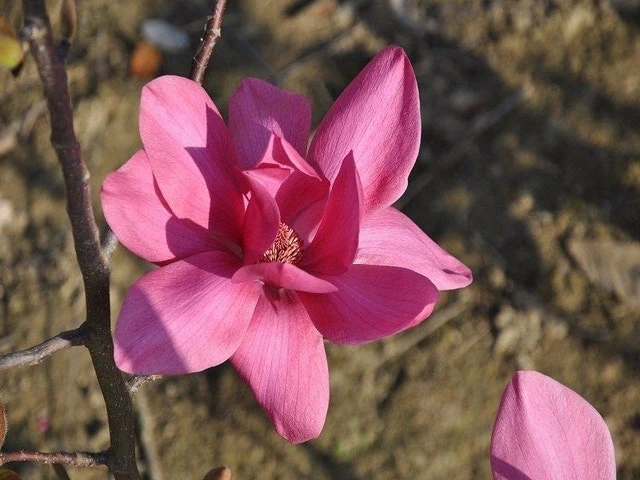 Beverboom (Magnolia 'Black Tulip') 4 Beverboom (Magnolia 'Black Tulip') - Afbeelding 2