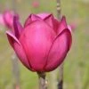Beverboom (Magnolia 'Black Tulip') 2 Beverboom (Magnolia 'Black Tulip') -Groene Pracht magnoliablacktulip3