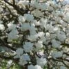 Beverboom (Magnolia Denudata) -Groene Pracht magnoliadenudatav1