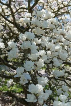 Beverboom (Magnolia Denudata)