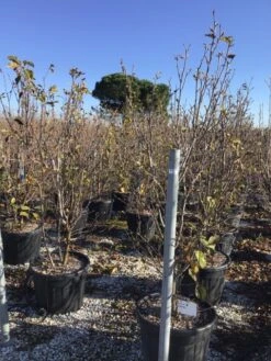 Beverboom (Magnolia 'Genie') 15 Beverboom (Magnolia 'Genie') -Groene Pracht magnoliagenie02