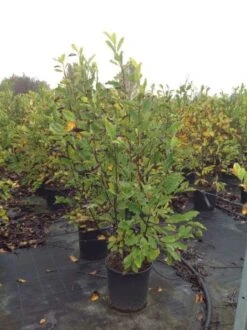 Beverboom (Magnolia Loebneri 'Leonard Messel') -Groene Pracht magnolialeonardmessel02