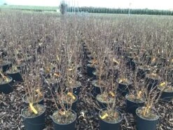 Beverboom (Magnolia Loebneri 'Leonard Messel') -Groene Pracht magnolialeonardmessel03