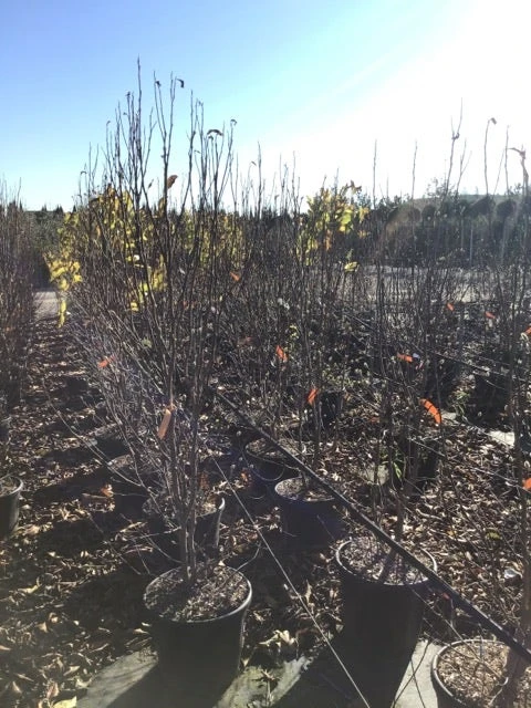 Roze Stermagnolia (Magnolia Stellata 'Rosea') 4 Roze Stermagnolia (Magnolia Stellata 'Rosea') - Afbeelding 2