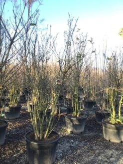 Meerstammige Beverboom (Magnolia 'Susan') 6 Meerstammige Beverboom (Magnolia 'Susan') -Groene Pracht magnoliasusanmeerstammig