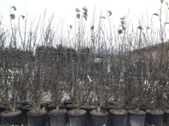 Beverboom, Struik (Magnolia Susan) 27 Beverboom, Struik (Magnolia Susan) -Groene Pracht magnoliasusanwinter