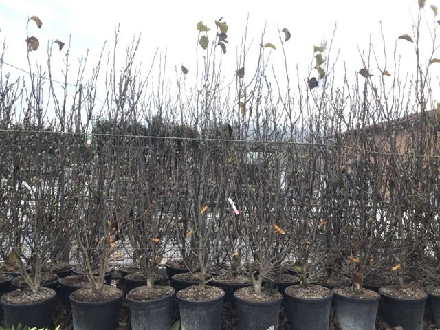 Beverboom, Struik (Magnolia Susan) 15 Beverboom, Struik (Magnolia Susan) - Afbeelding 13