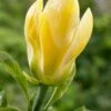 Beverboom (Magnolia Brooklynensis 'Yellow Bird') 1 Beverboom (Magnolia Brooklynensis 'Yellow Bird') -Groene Pracht magnoliayellowbird01
