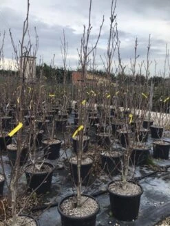 Beverboom (Magnolia Brooklynensis 'Yellow Bird') -Groene Pracht magnoliayellowbird02 1