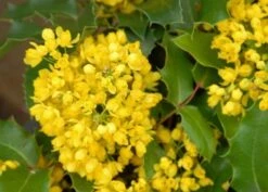 Mahoniestruik (Mahonia Aquifolium 'Apollo') -Groene Pracht mahonia apollo bloei