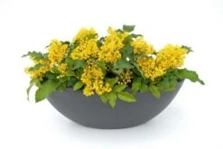 Mahoniestruik (Mahonia Aquifolium 'Apollo') -Groene Pracht mahonia apollo toepassing