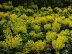 Mahoniestruik (Mahonia Aquifolium 'Apollo') -Groene Pracht mahonia apollo toepassing 1