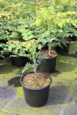 Chinese Mahoniestruik (Mahonia Bealei) 9 Chinese Mahoniestruik (Mahonia Bealei) -Groene Pracht mahonia bealei 1