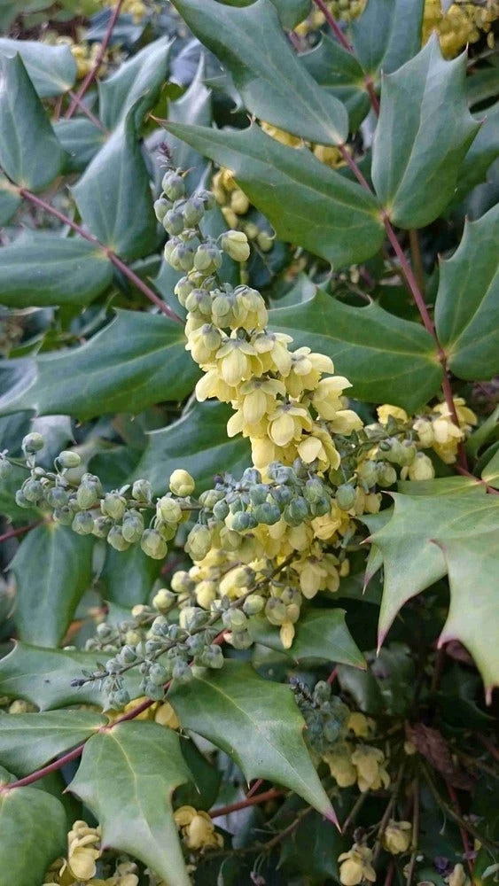 Mahoniestruik (Mahonia Japonica) 4 Mahoniestruik (Mahonia Japonica) - Afbeelding 2