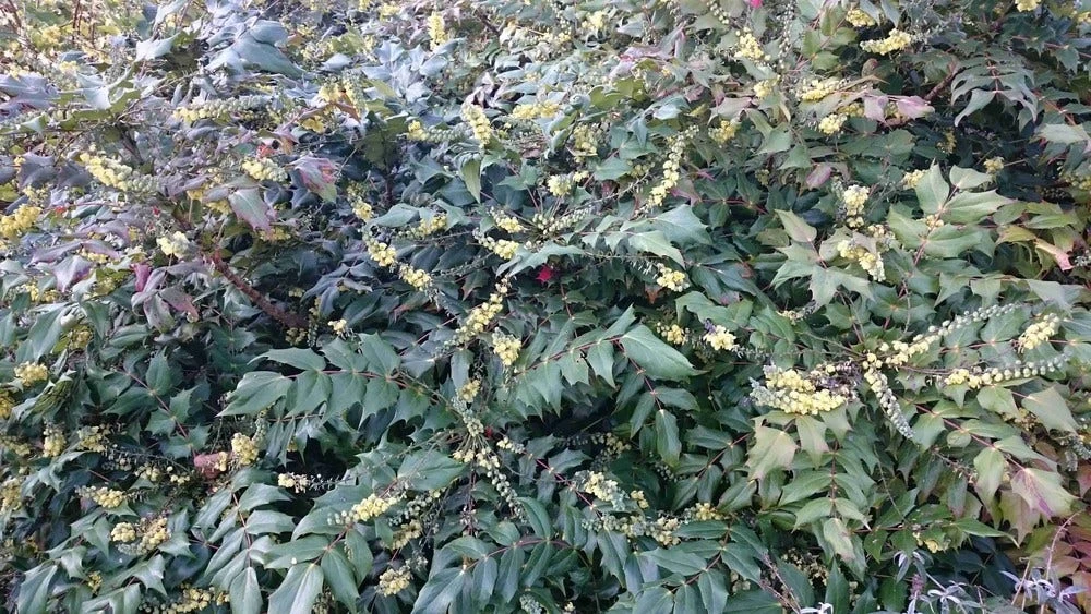 Mahoniestruik (Mahonia Japonica) 3 Mahoniestruik (Mahonia Japonica)