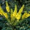Mahoniestruik (Mahonia Media 'Winter Sun') -Groene Pracht mahoniawintersun01