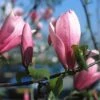 Beverboom (Magnolia 'Heaven Scent') 2 Beverboom (Magnolia 'Heaven Scent') -Groene Pracht mahscent 9