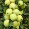 Appelboom (Malus Domestica 'Golden Delicious') 2 Appelboom (Malus Domestica 'Golden Delicious') -Groene Pracht malus domestica golden delicious 1
