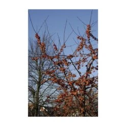 Sierappel Als Struik (Malus 'Evereste') 8 Sierappel Als Struik (Malus 'Evereste') -Groene Pracht malus evereste01 2
