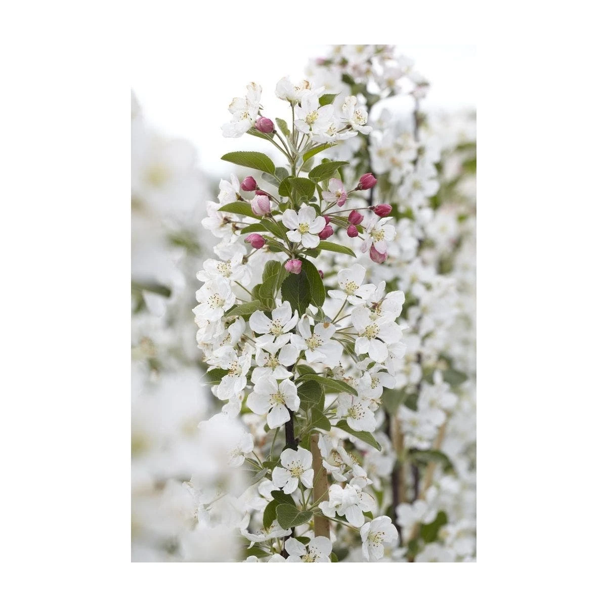 Sierappel Als Struik (Malus 'Evereste') 3 Sierappel Als Struik (Malus 'Evereste')