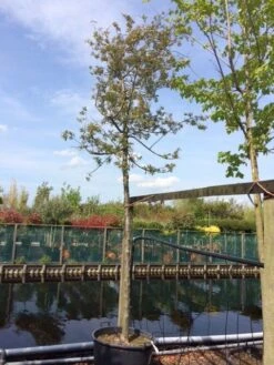 Sierappel (Malus 'Evereste') 10 Sierappel (Malus 'Evereste') -Groene Pracht malus evereste 2025cm